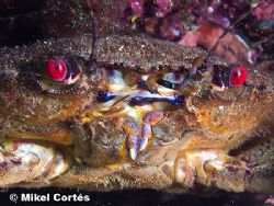 Necora puber. Bermeo, Bay of Biscay. E900, D2000 and a ma... by Mikel Cortes 